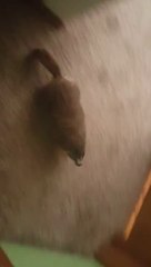 Guy Tries Desperately To Get Marmot Out Of His House