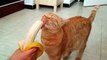 Un chat tigré orange dévore une énorme banane !