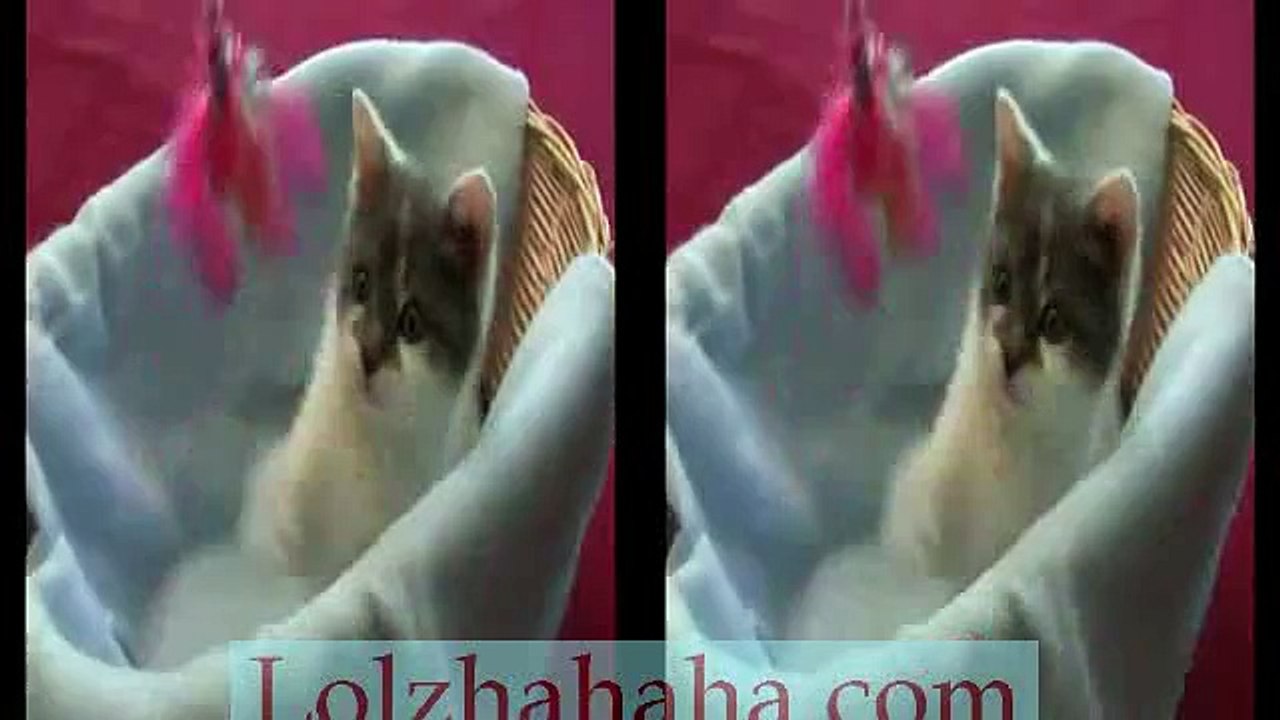 Kitten to Cat - Leo's First Birthday(3D)