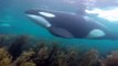 En pleine plongée il tombe sur des Orques énormes ! Little Barrier, Nouvelle Zélande