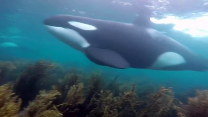 Télécharger la video: En pleine plongée il tombe sur des Orques énormes ! Little Barrier, Nouvelle Zélande