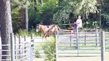 Candy Quarter Horse mare driving.