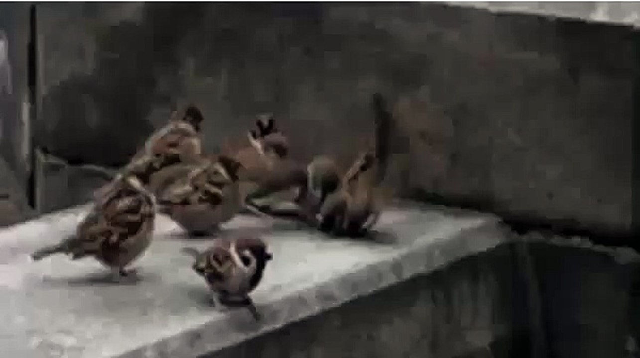 Funny Birds
