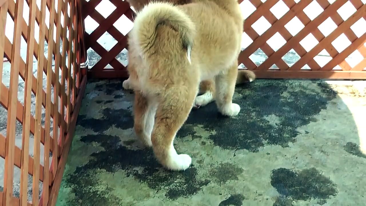 秋田犬　かわいい子犬たち　けんか始まる