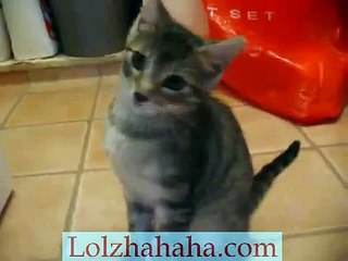 Kitty Gets Hypnotized by Washing Machine