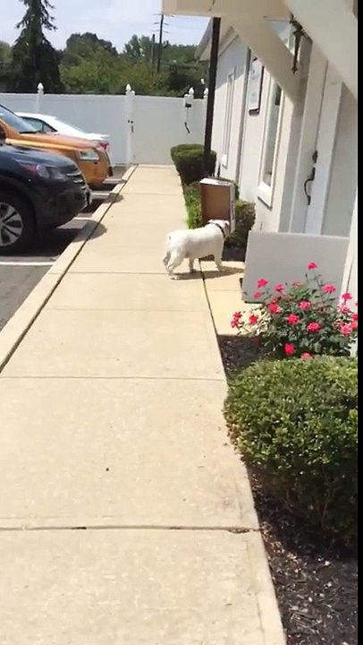 Un bulldog anglais avec une boîte dans la gueule