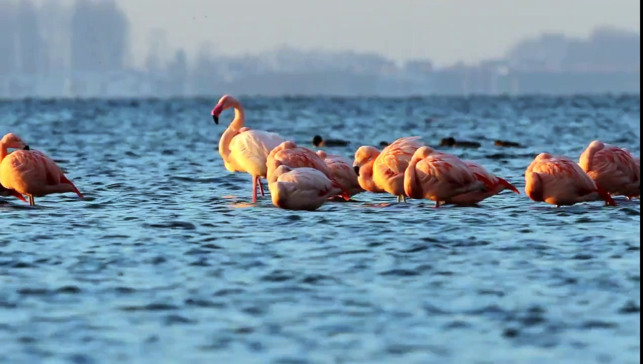 Flamingo Phoenicopteridae  bij Battenoord Nederland.MOV