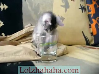 Kitty Loves Baileys Glass!