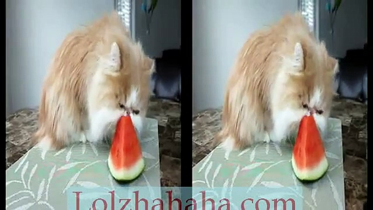 Kitty with a Watermelon Addiction(3D)