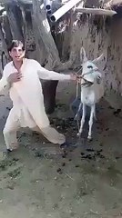 Pathan Boy Dancing with a Donkey