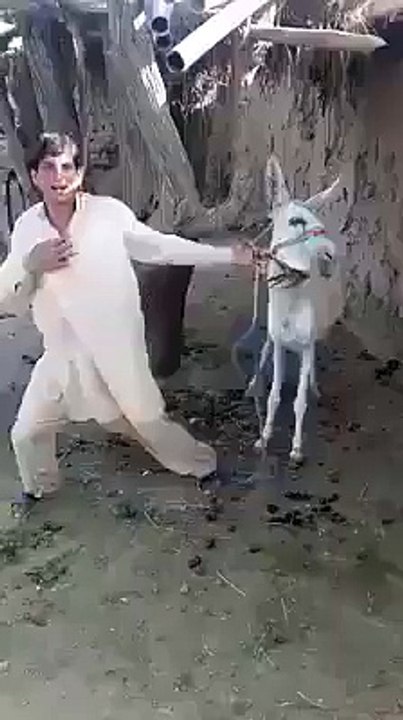 Pathan Boy Dancing with a Donkey