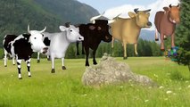 Cow Animals Finger Family   The Finger Family   Animals 3D Cartoon for Kids