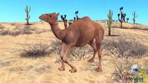 Finger Family Animals Cartoon Animated Camel For Children Learning Nursery Rhymes