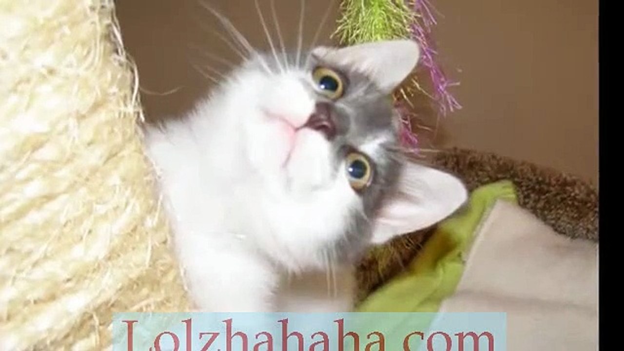 Leo the Cat ~ 2nd Birthday