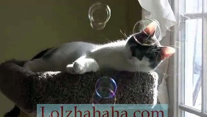Leo the Cat Plays with Bubbles