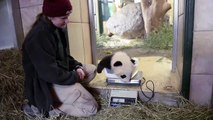 パンダだけど名前は「福豹」、オーストリアの動物園