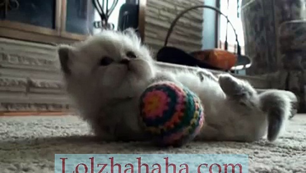 Little Kitten Sees You