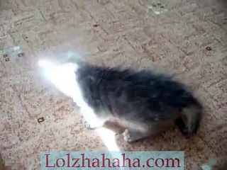 Little Kitten Tries to Catch the Sunshine-So Cute!
