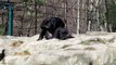 Chimpanzees Grooming Each Other at Southwick's Zoo