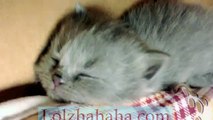 munchkin baby kittens lullaby - 5 scottish fold cute kittens sleeping