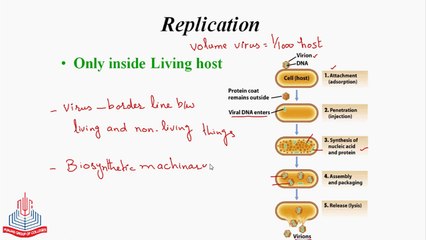life cylce of Bacteriophage  (2)