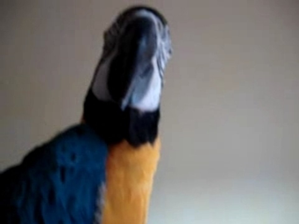 mon perroquet ara ararauna kiko qui parle