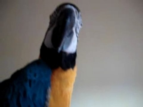 mon perroquet ara ararauna kiko qui parle