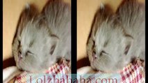 munchkin baby kittens lullaby - 5 scottish fold cute kittens sleeping(3D)