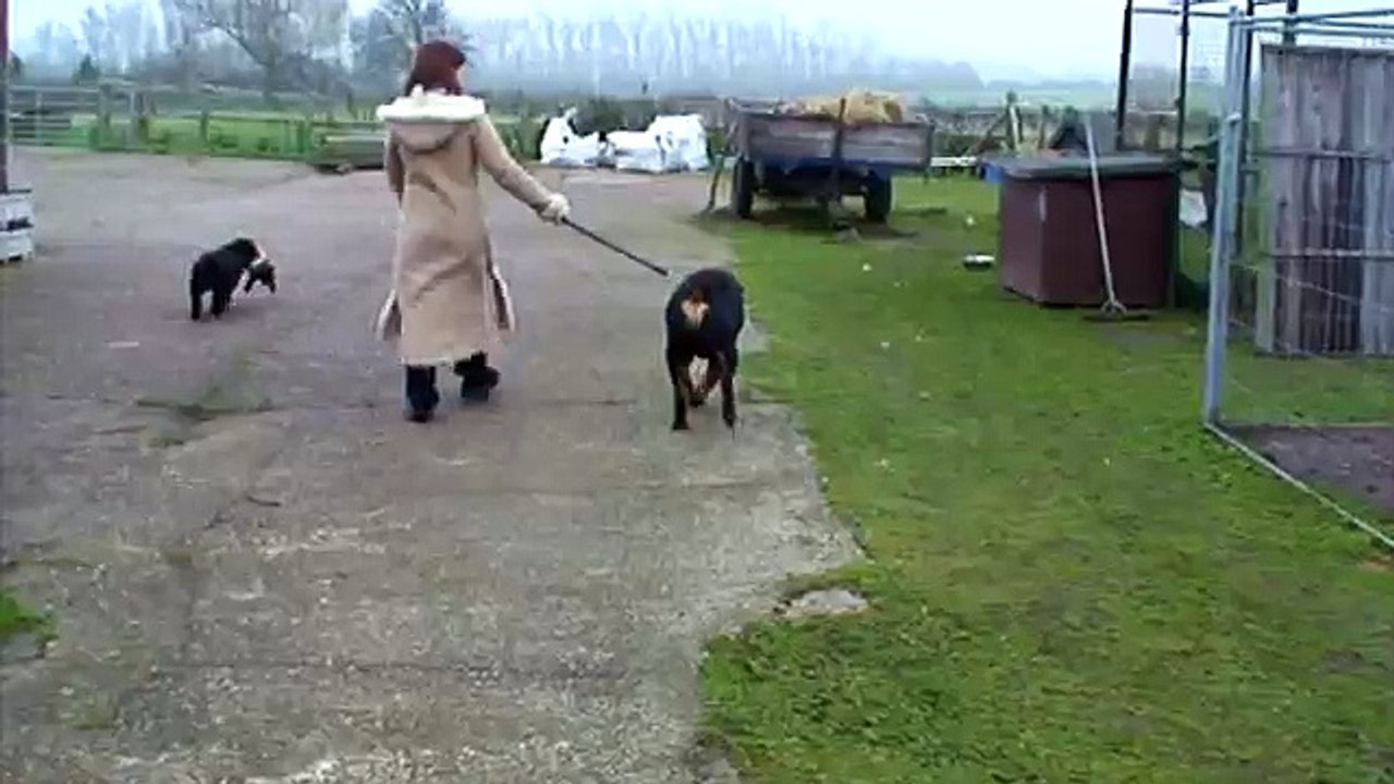Bertie the Rottie