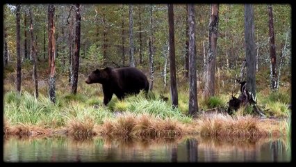 Wild brown bear @ Kuhmo, Finland