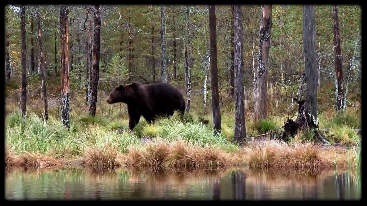 Wild brown bear @ Kuhmo, Finland