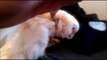 Ripley the Goffin Cockatoo prunning and being wicked cute