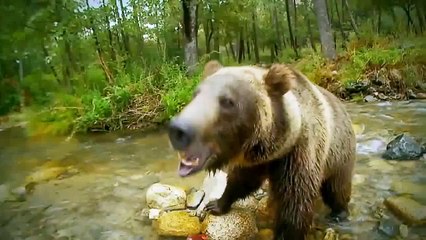 Wild Extreme Animal Attacks - [National Geographic Documentary] [NEW]