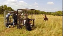 Animals Documentary National Geographic: Animals/Wildlife/Nature (Documentary) #01