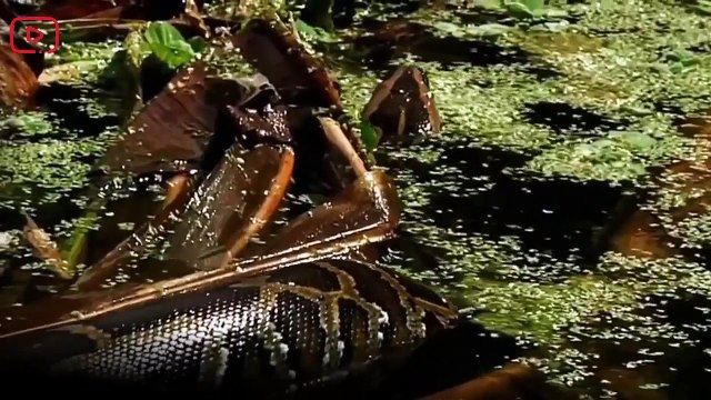 Animal Documentary Full - Eagles Attacks Animals - National Geographic HD [NEW]