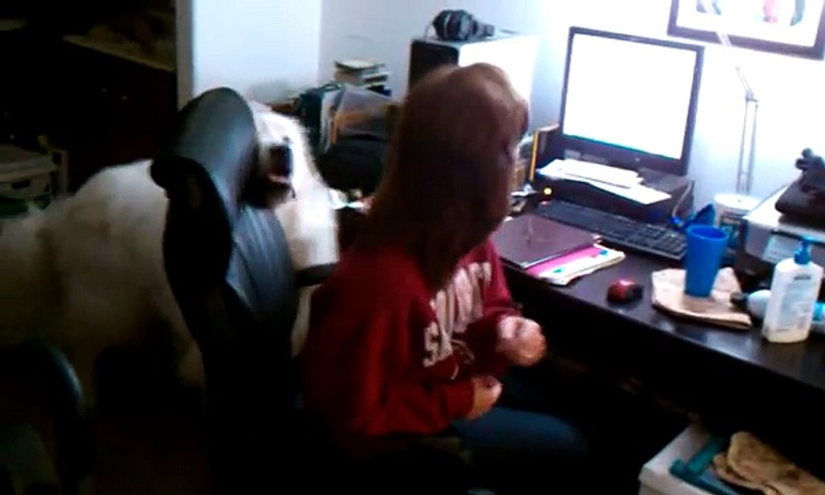 Albert the big white dog (Great Pyrenees) and his mom in the office