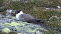 FJÄLLABB  Long-tailed Skua  (Stercorarius longicaudus)  Klipp - 1660