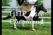 Canival's Supreme Attraction Stallion Video Pinto Saddlebred