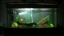 Part4 DIY LED Aquarium Lighting & RGB Dimmer-Testing and Final