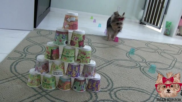 Amazing Cute Dog Tricks with Tiny Dog Misa Minnie