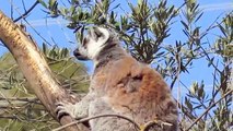 Ring-tailed Lemur Call