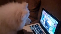 Samoyed Lucy Reacts to Her Video