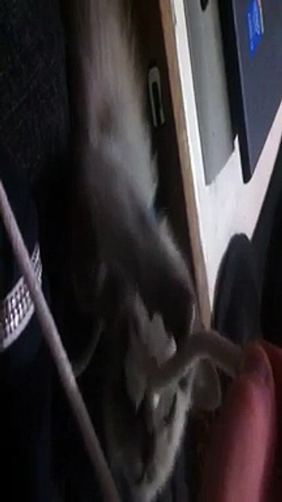 Kitten learning to chase