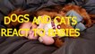Cats and dogs react to babies - Cute animal & baby compilation
