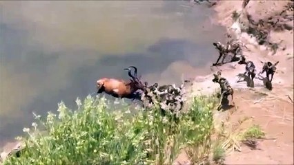 Wild Dogs Hunt and eat Red Hartebeest | animals | documentary animals | documentary animal