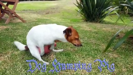 OMG Dog Humping Pig - video Dailymotion