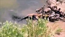 Wild Dogs Hunt and eat Red Hartebeest | animals | documentary animals | documentary animal