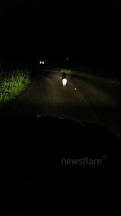 Kangaroo (Wallaby) Spotted in Knowle