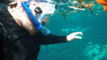 David free dives into Manatee Springs Cave Entrance