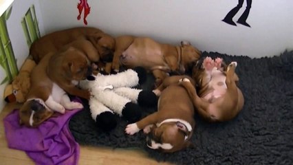 40ème vidéo des chiots de la 21ème portée de Staffordland